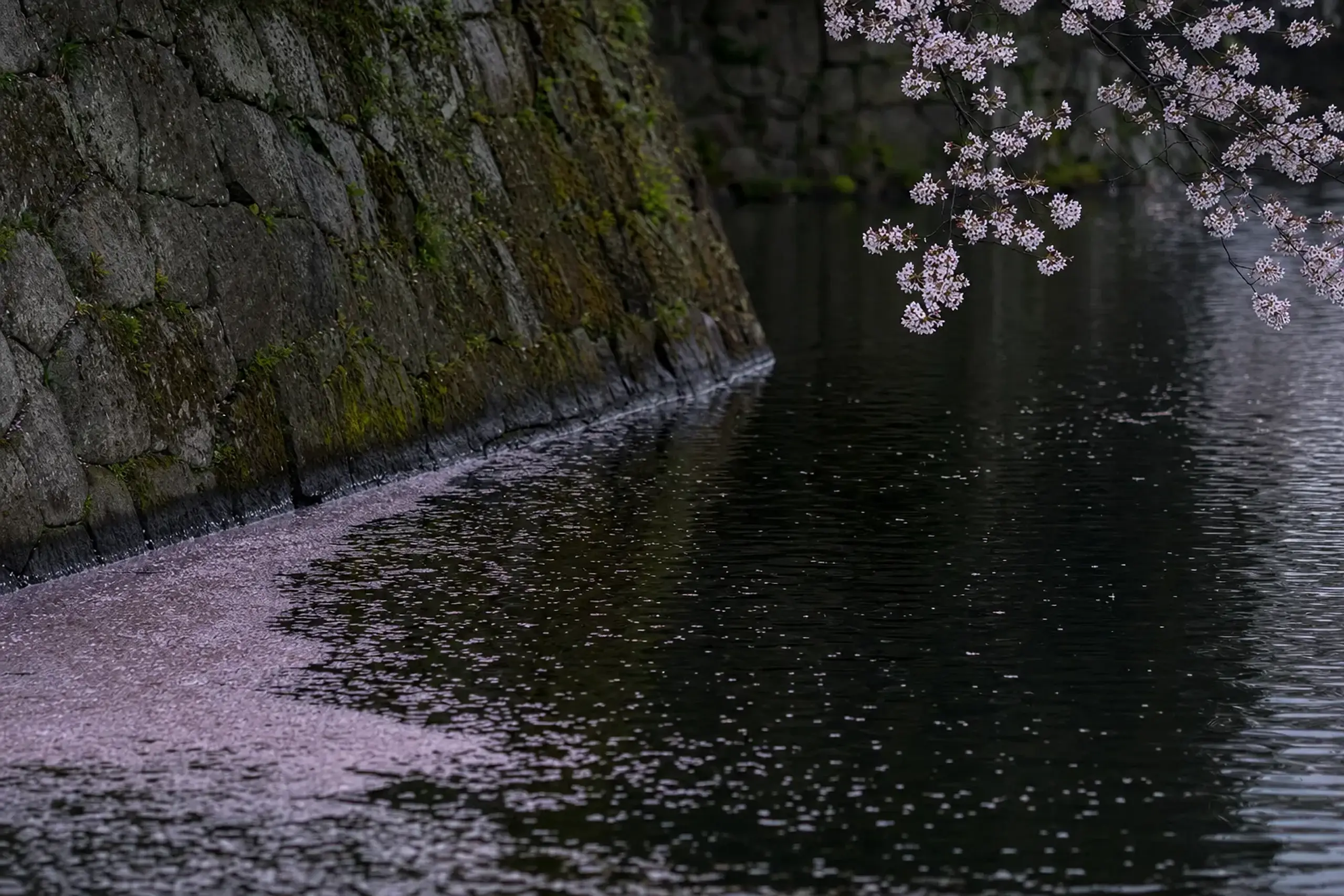 The black water of Edo Castle's outer moat at Chidorigafuchi, with fallen cherry petals collecting along the old stone embankment beneath overhanging Somei-Yoshino branches