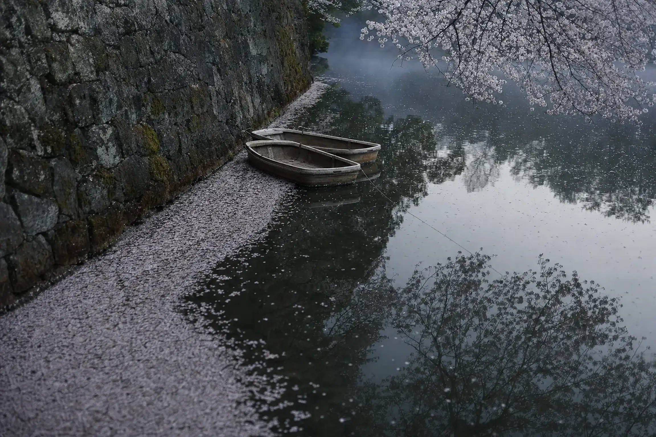 The outer moat of Edo Castle at Chidorigafuchi Green Way in early morning, black water reflecting overhanging Somei-Yoshino branches with fallen petals collecting along the old stone embankment, empty