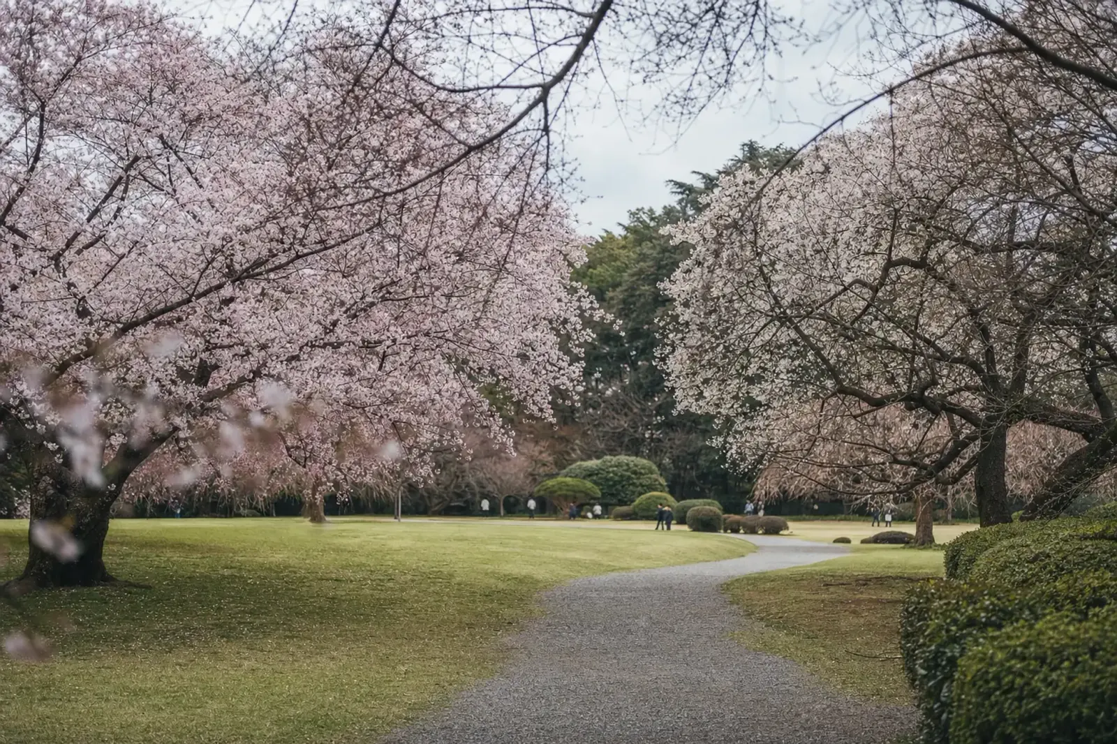 the staggered-bloom cherry varieties across the wide lawns of Shinjuku Gyoen, with uncrowded pathways under the canopy