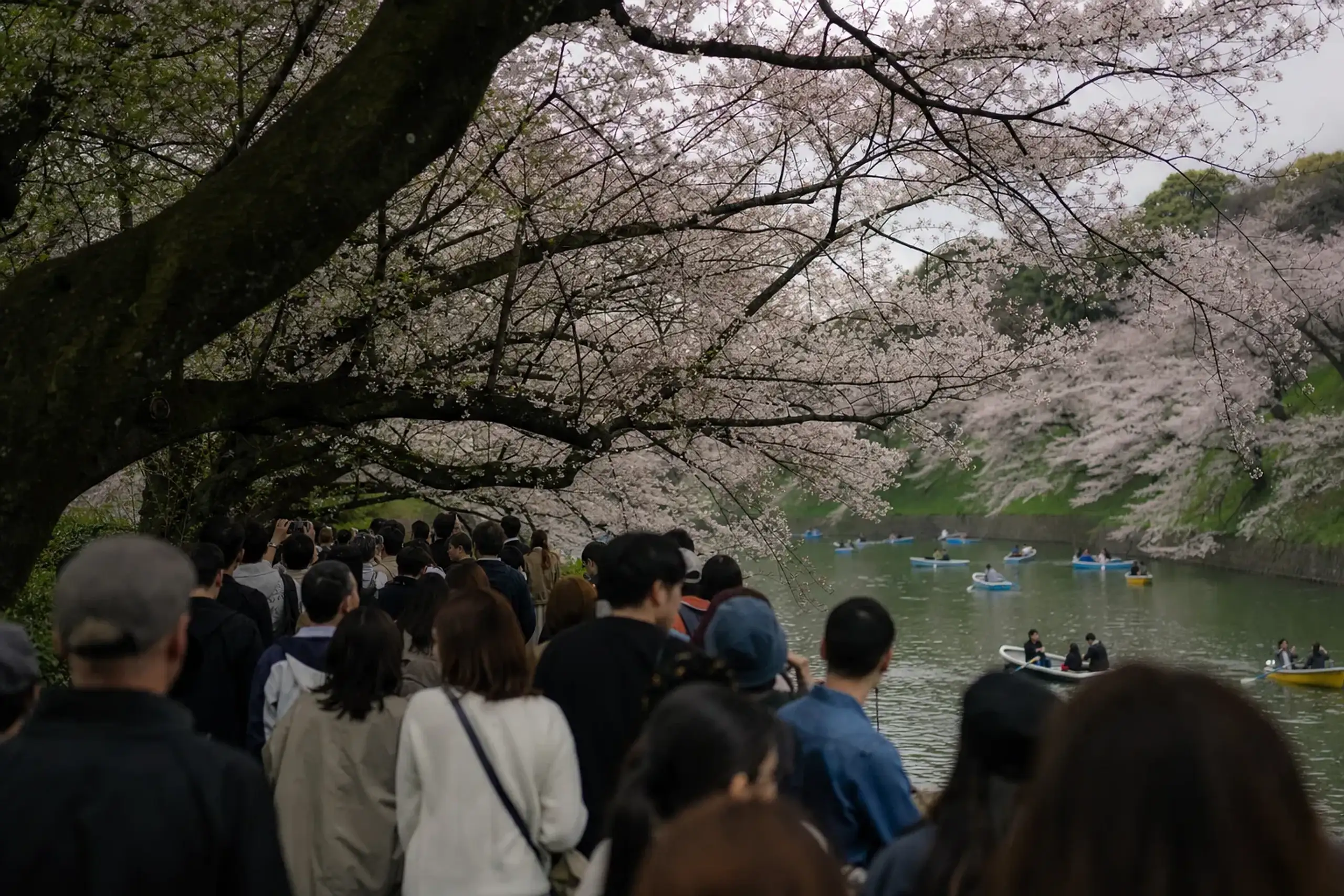 Chidorigafuchi is not a place to “do quickly.” The crowd