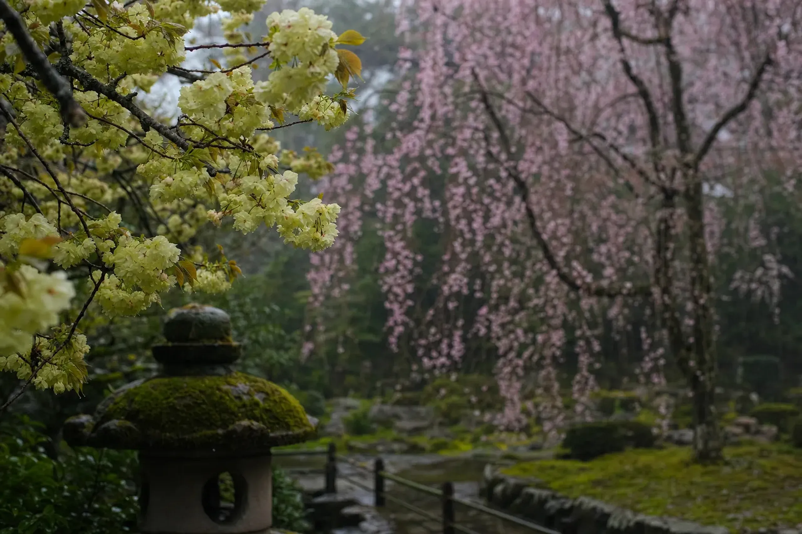 the pale-yellow Ukon cherry blossoms beside weeping cherry trees in the Tokugawa garden of Koishikawa Kōrakuen