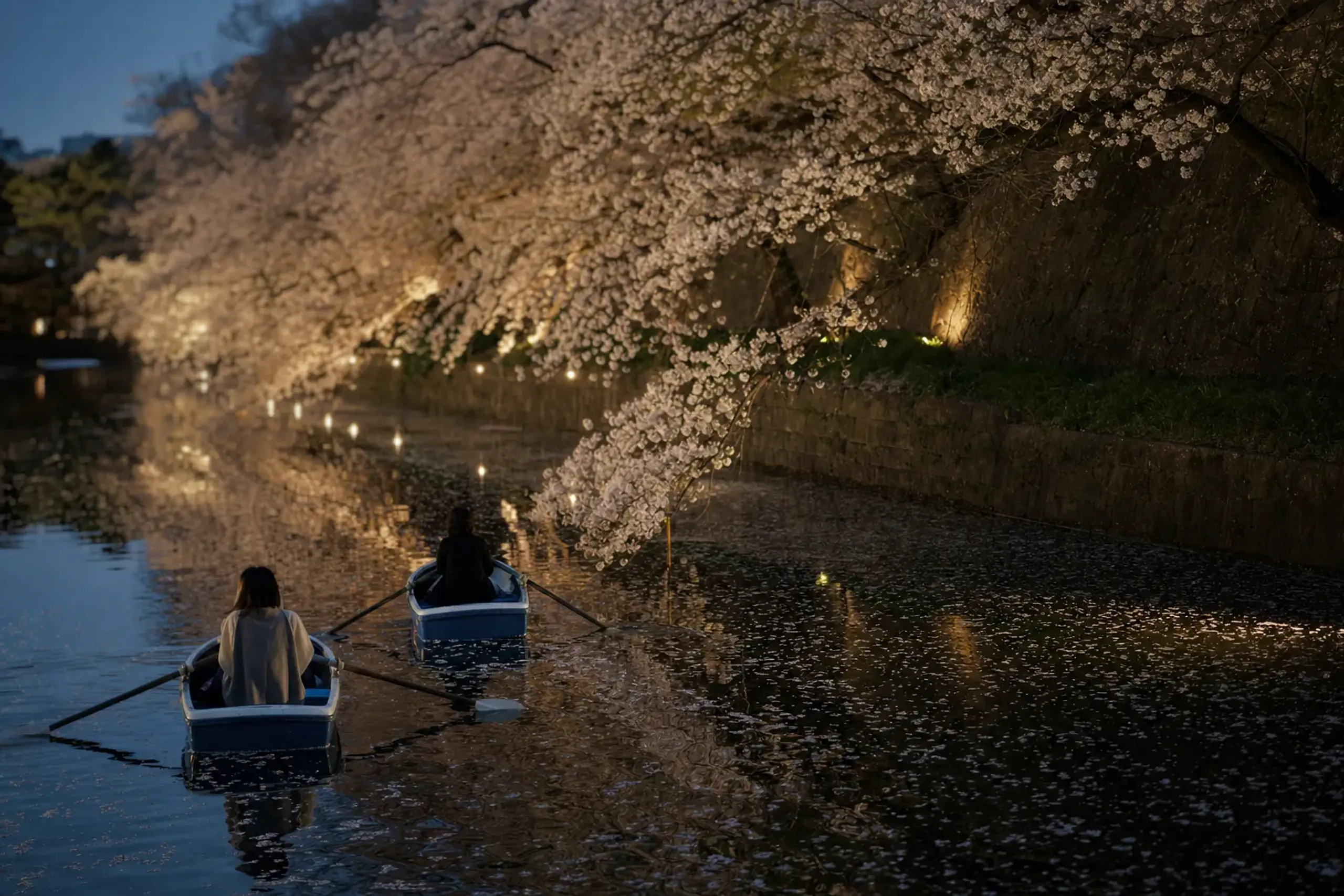 rowing boats gliding across the illuminated cherry-lined moat at Chidorigafuchi Green Way at night
