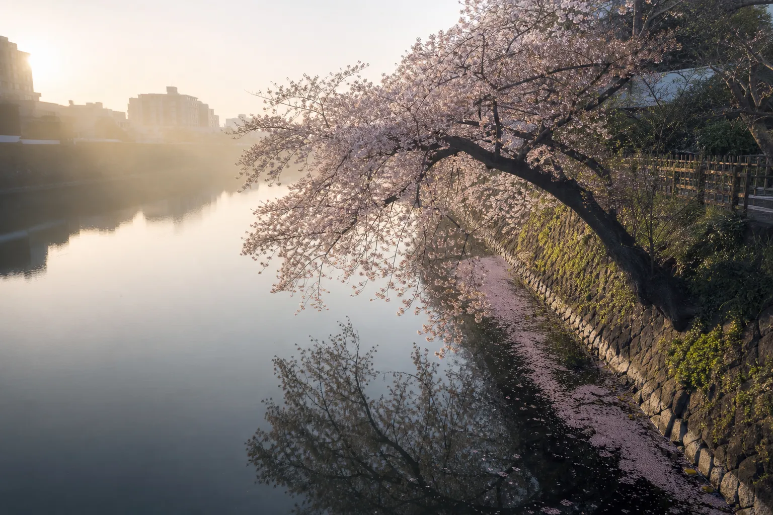 7 Best Tokyo Sakura Destinations in 2026: How to See the Blooms Without the Crowds