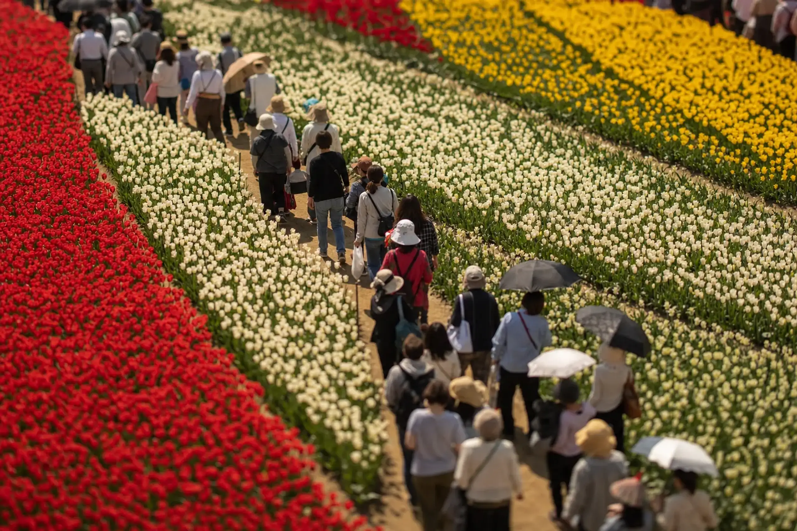 A dense crowd of visitors moving along the paths between blooming tulip beds at Tonami Tulip Park during peak Golden Week