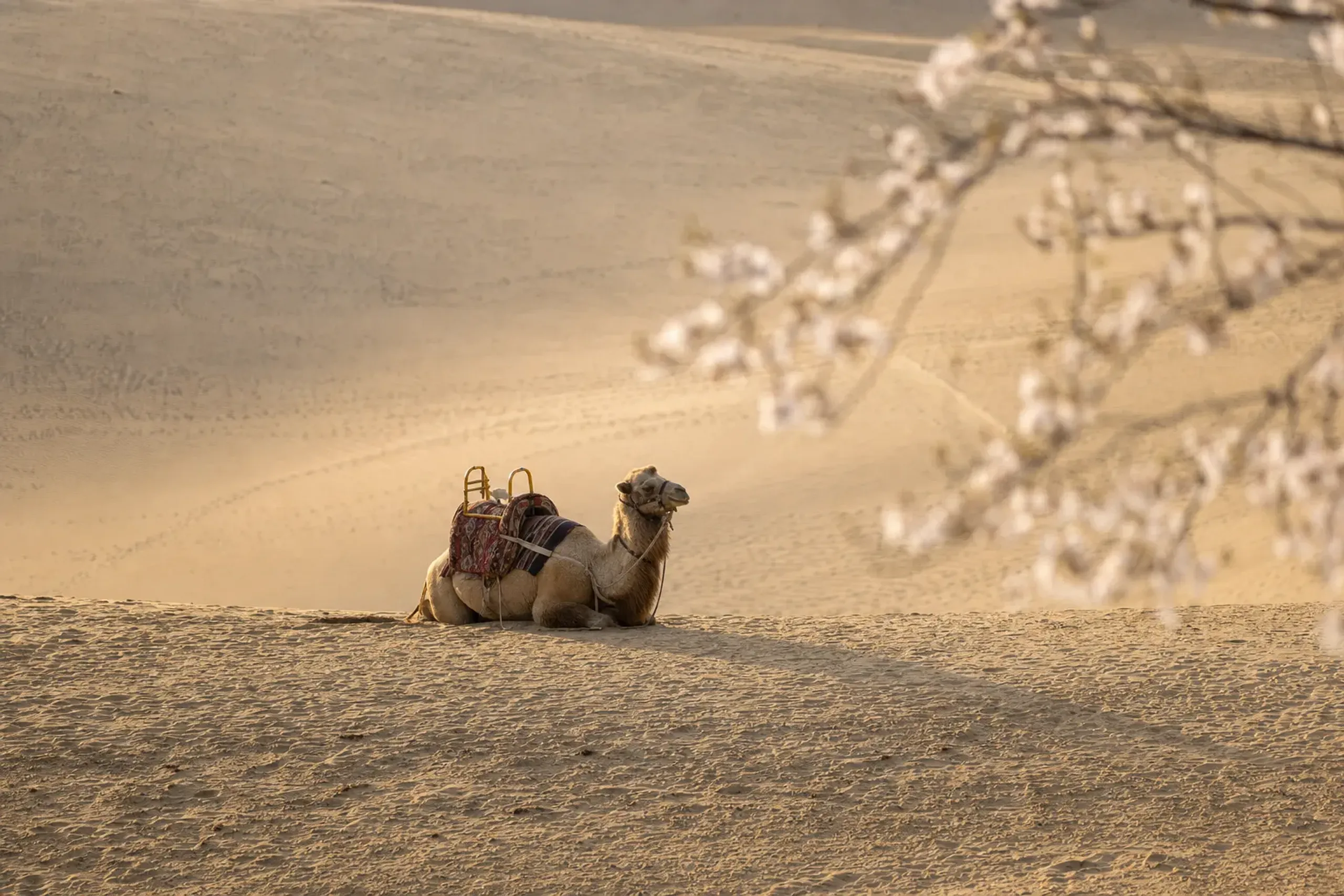 A camel resting on the wind-lined ridges of the Tottori Sand Dunes