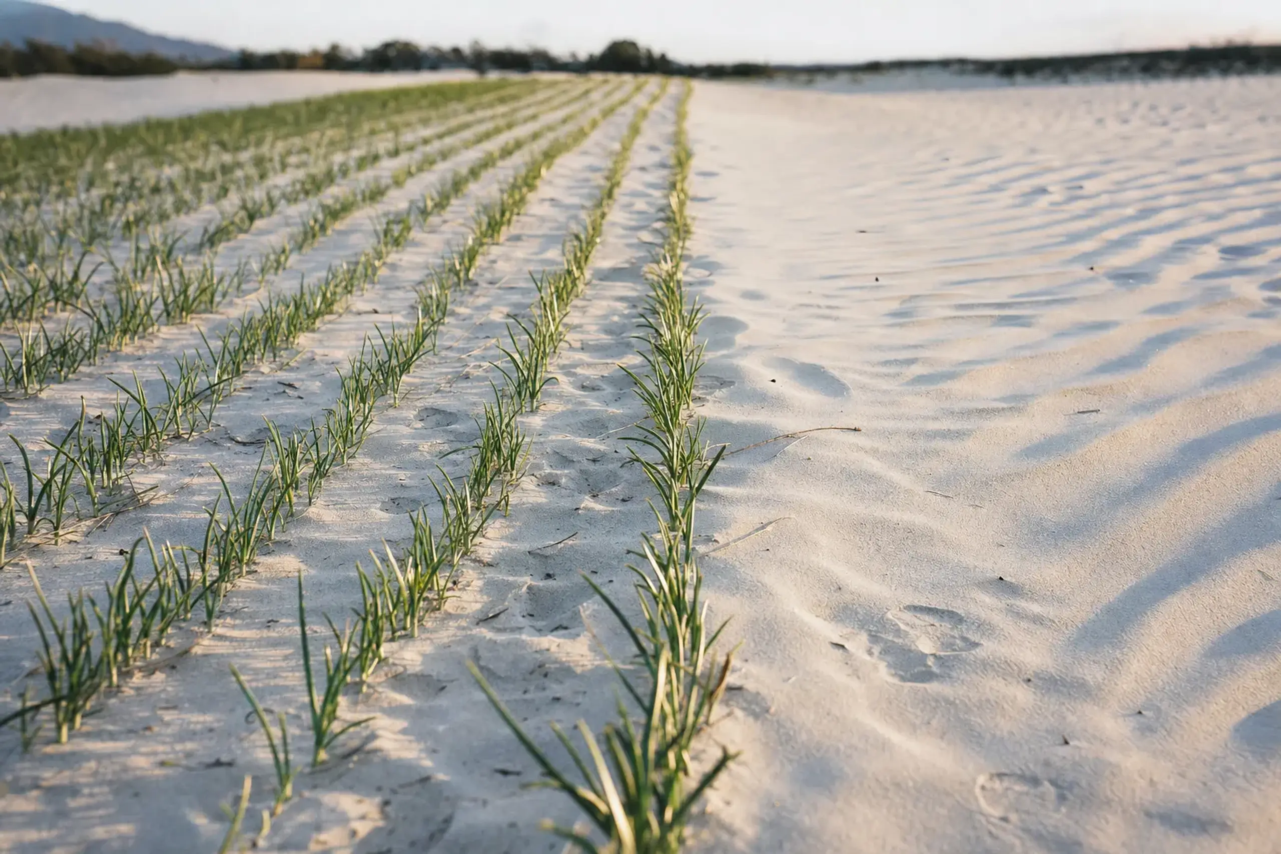 rows of green rakkyo scallion crops growing directly out of the pale Tottori dune sand, adjacent to a stretch of untouched wind-rippled dune