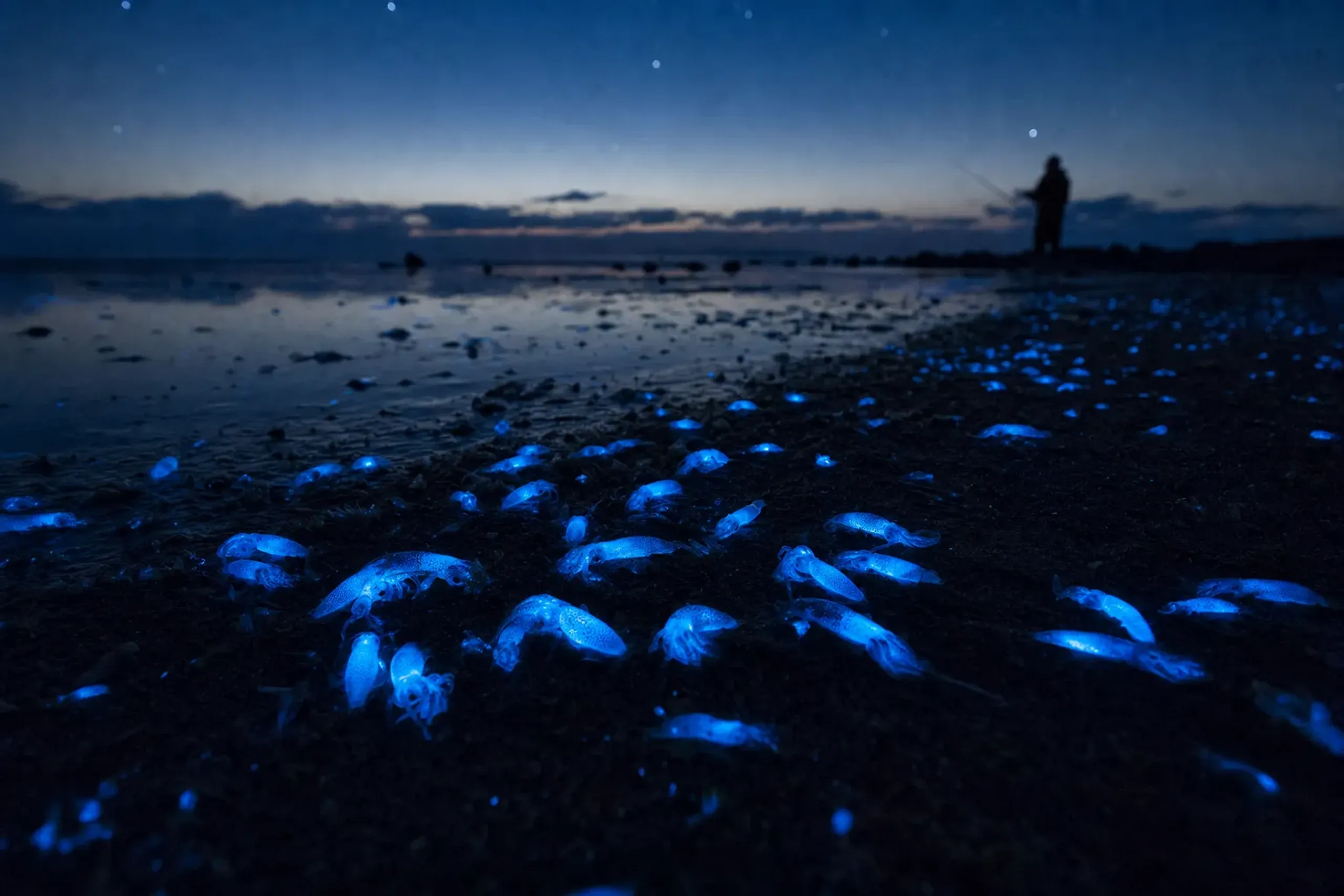 The firefly squid’s visible season is short because its spaw