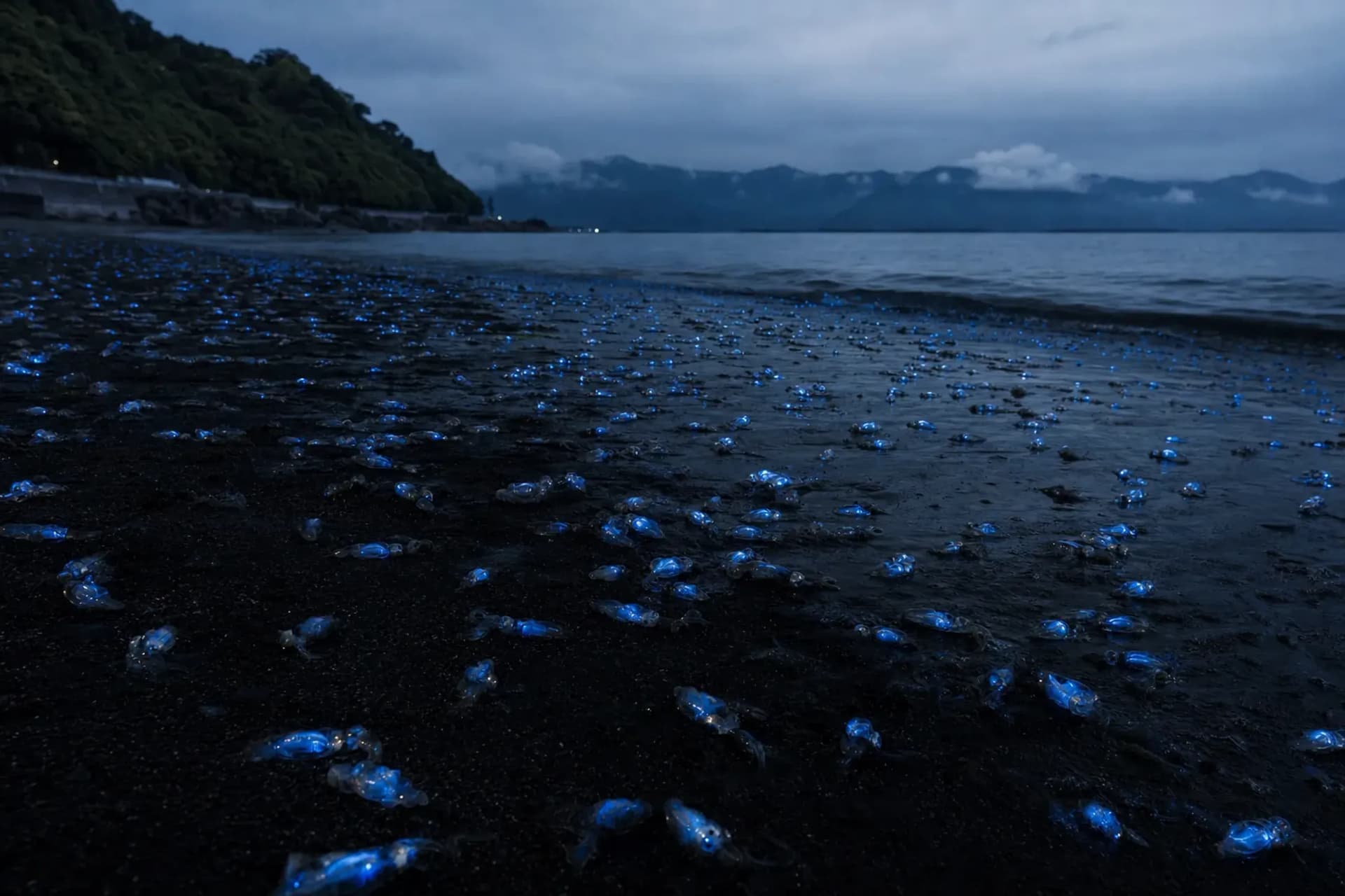 Toyama’s Firefly Squid: The Blue Light Only Spring Brings