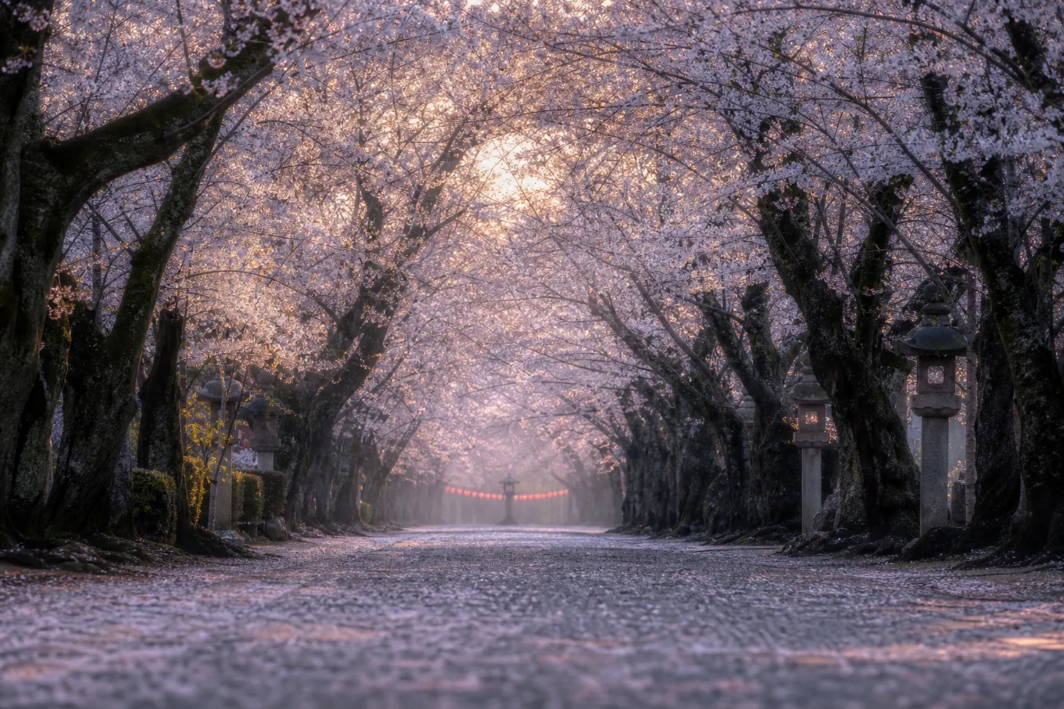 Cherry blossom tunnel along Sakura-dori avenue in Ueno Park during peak bloom