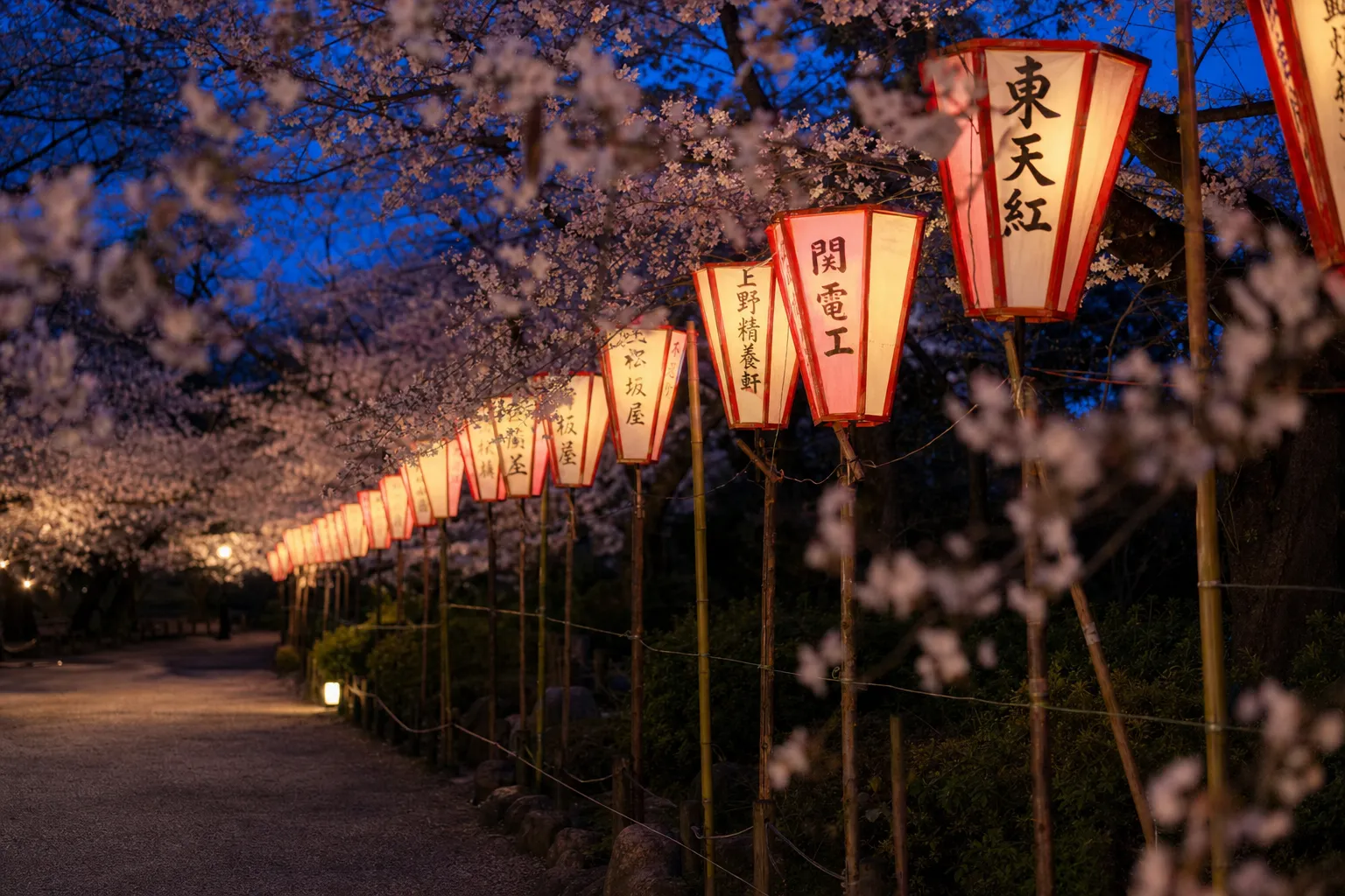 Night cherry blossoms lit by paper bonbori lanterns during the Ueno Sakura Matsuri