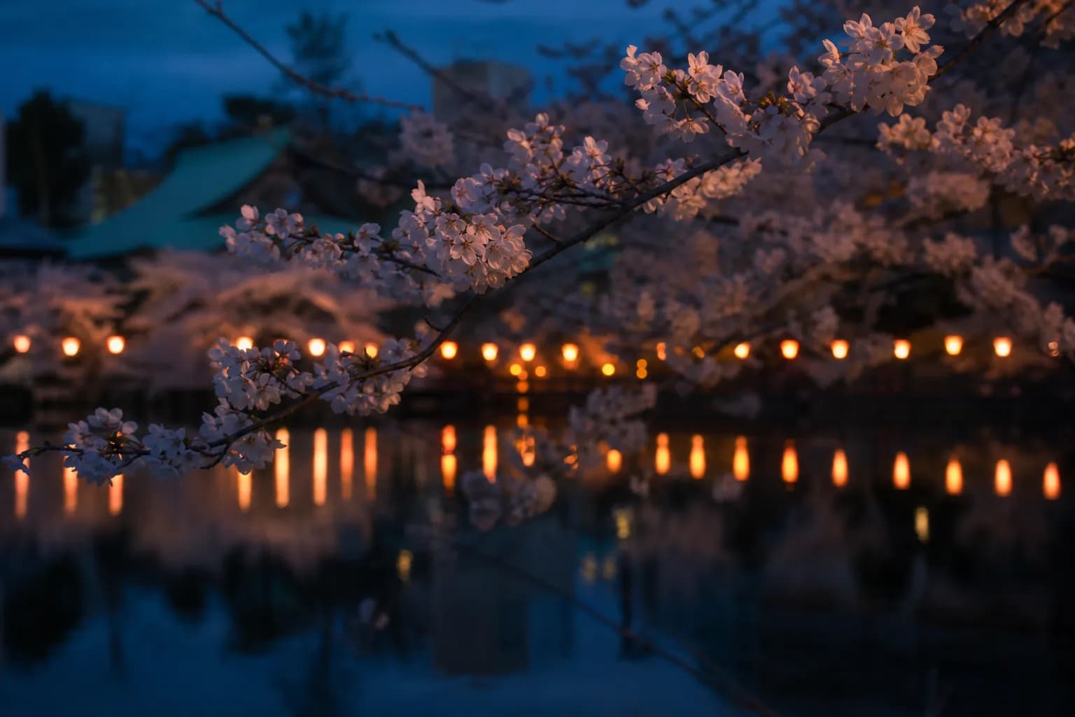 Cherry blossom trees reflected in Shinobazu Pond at Ueno Park in spring