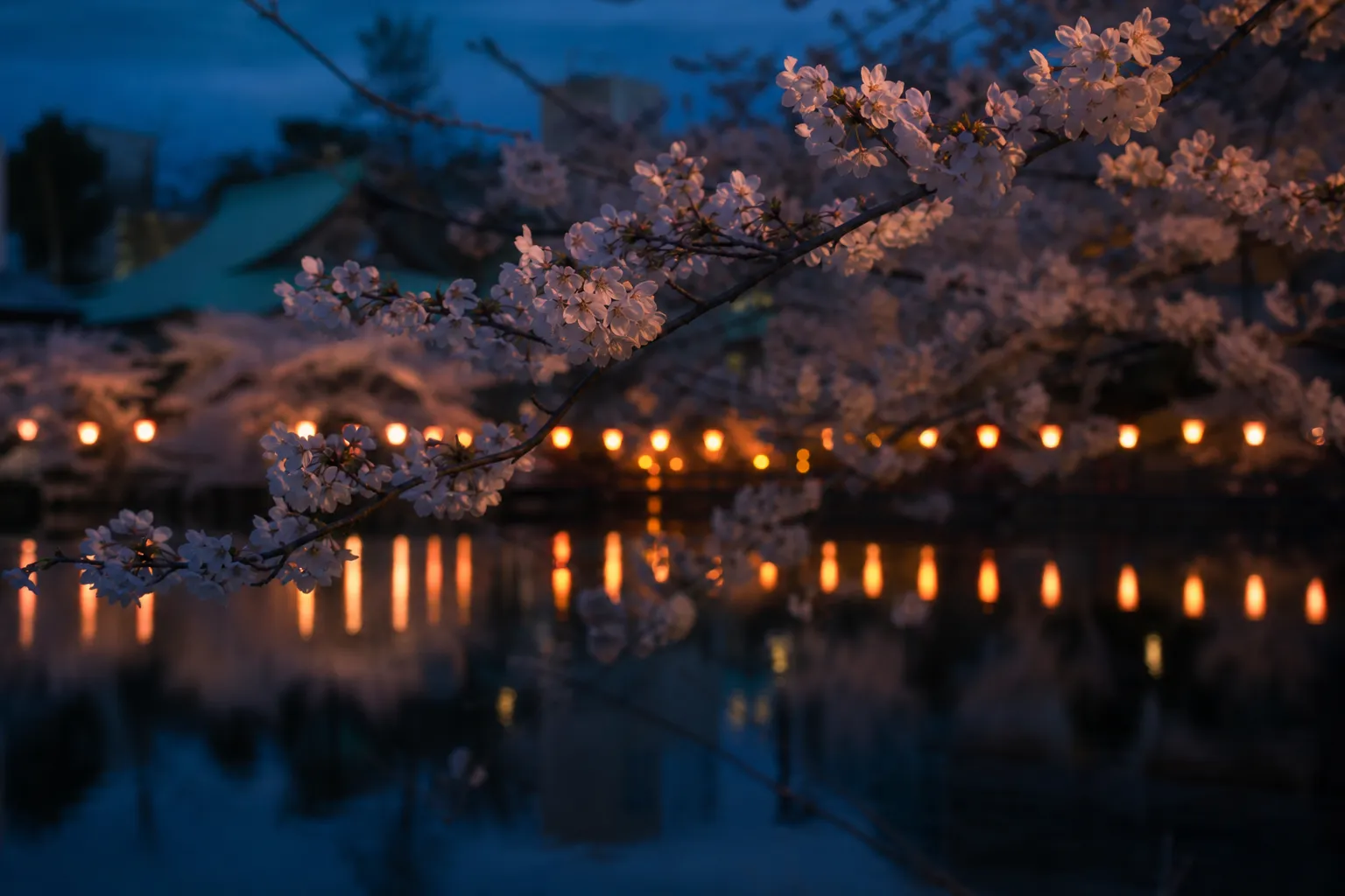 Cherry blossom trees reflected in Shinobazu Pond at Ueno Park in spring
