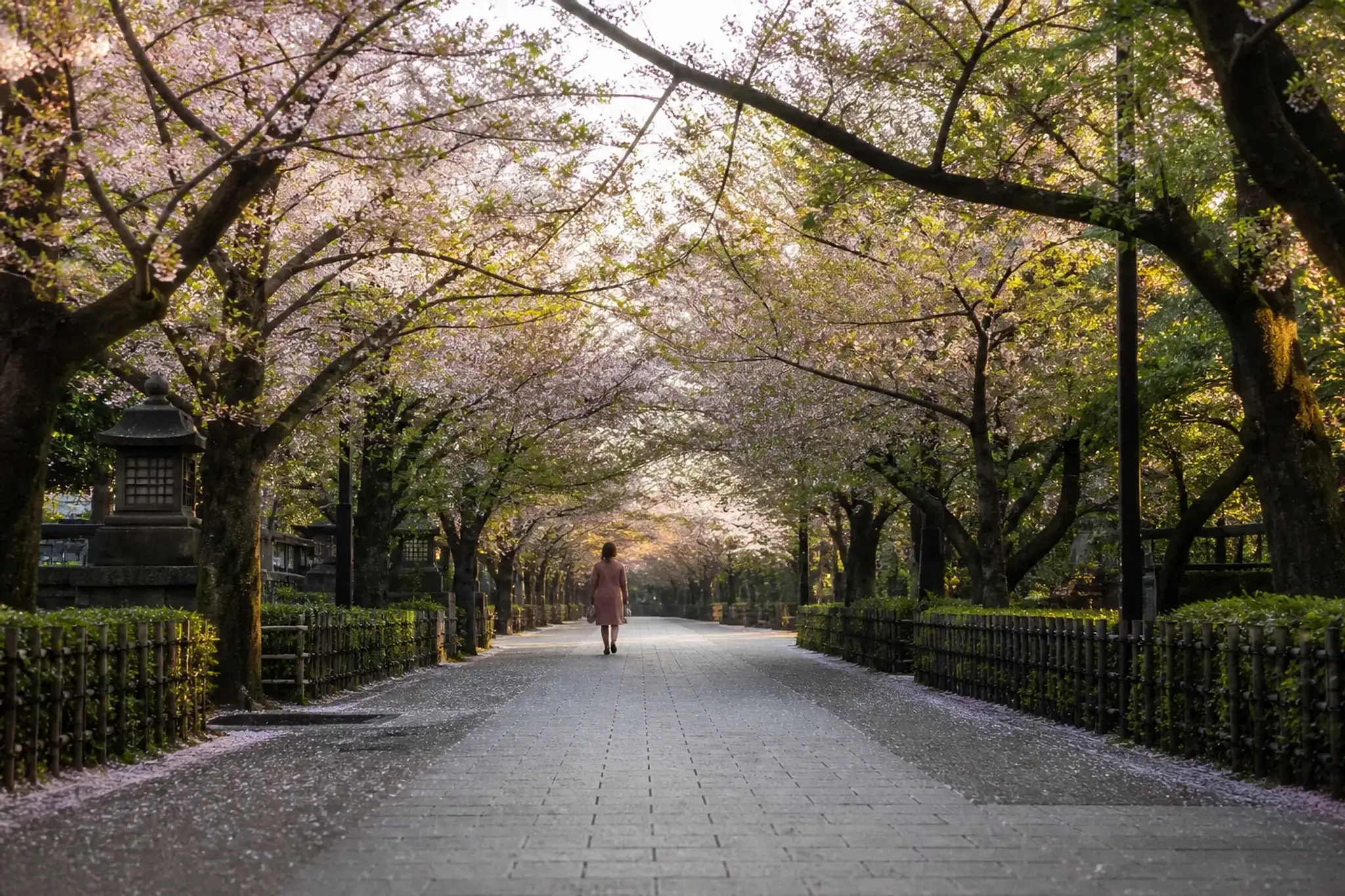 Arriving at dawn rewards visitors with a peaceful, crowd-free stroll through Ueno's most iconic and breathtaking cherry blossom tunnel.