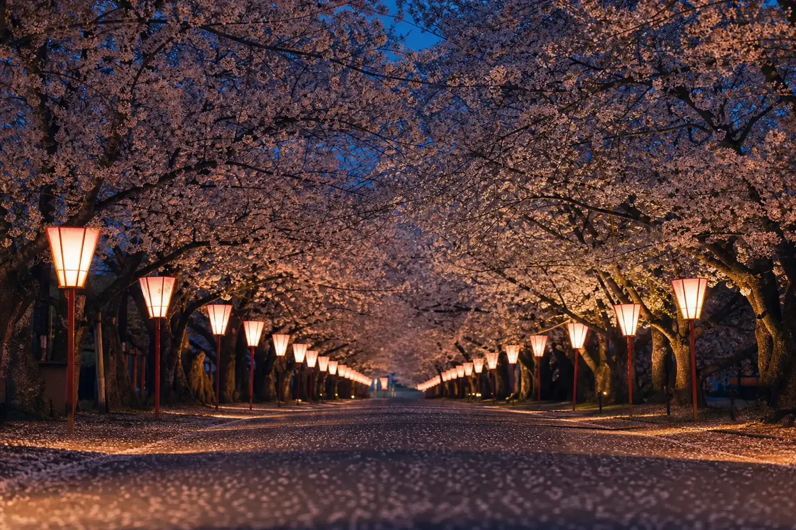 Nighttime “yozakura” scene on Sakura Dori: the 300-meter cherry-blossom tunnel effect with interweaving branches overhead and traditional bonbori paper lanterns strung along the trees casting warm poo