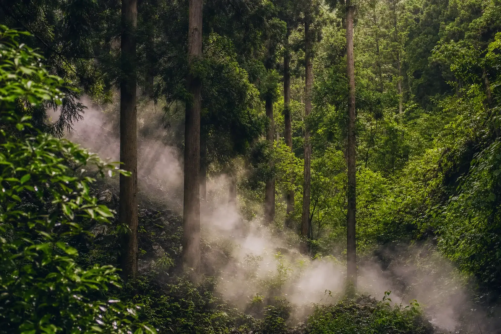 Fresh green cedar and broadleaf foliage on Unzen's highland slopes with geothermal steam drifting through the trees in summer