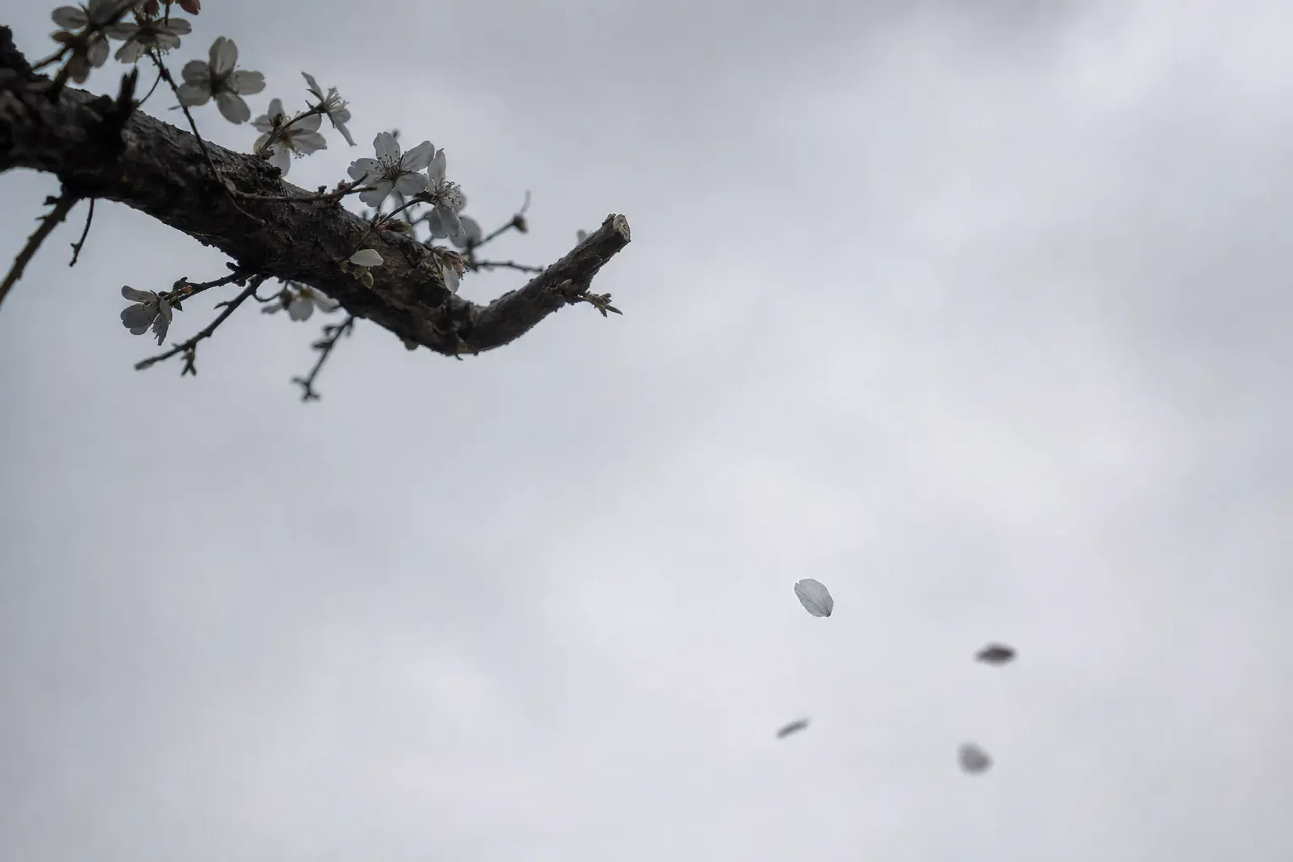 Pale ink-grey cherry blossom petals falling from the ancient Usuzumi-zakura tree in Motosu, Gifu