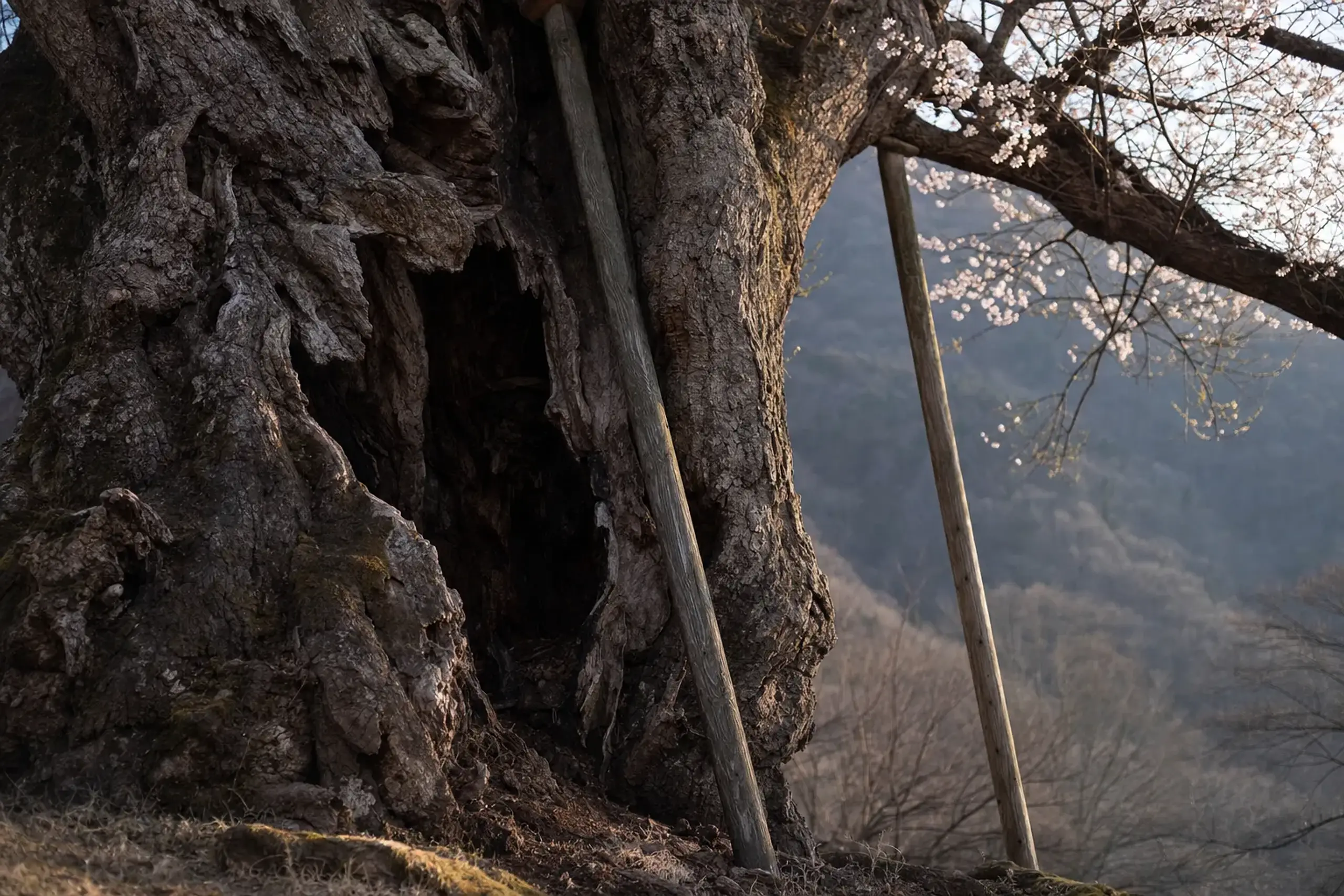 The Neodani Usuzumi-zakura's ancient hollowing trunk in the remote Neo Valley of Motosu, Gifu, its gnarled bark weathered by fifteen centuries, set against bare early-spring mountain slopes