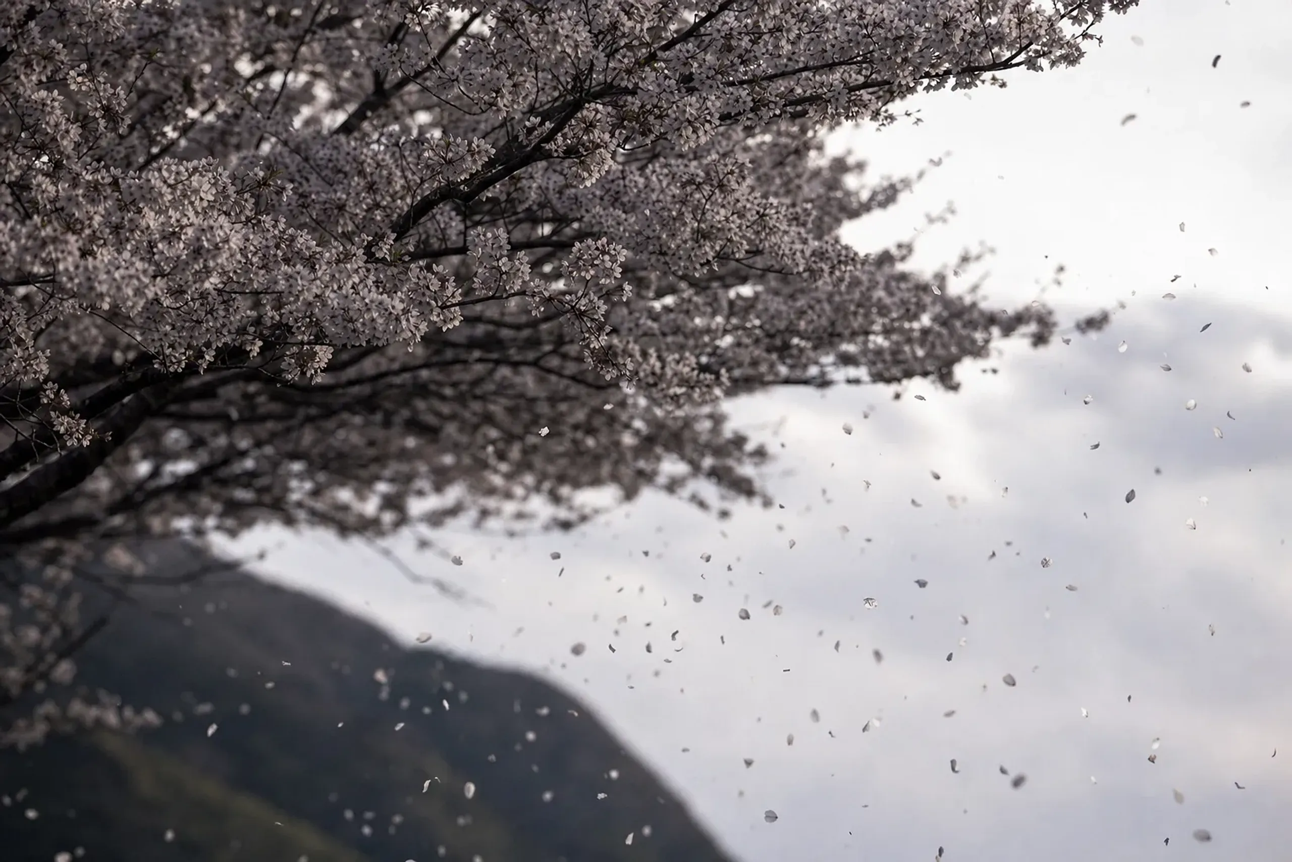 The pale ink-grey falling petals of the Usuzumi-zakura drifting from the canopy, the whole tree shifting to usuzumi-iro against the mountain sky