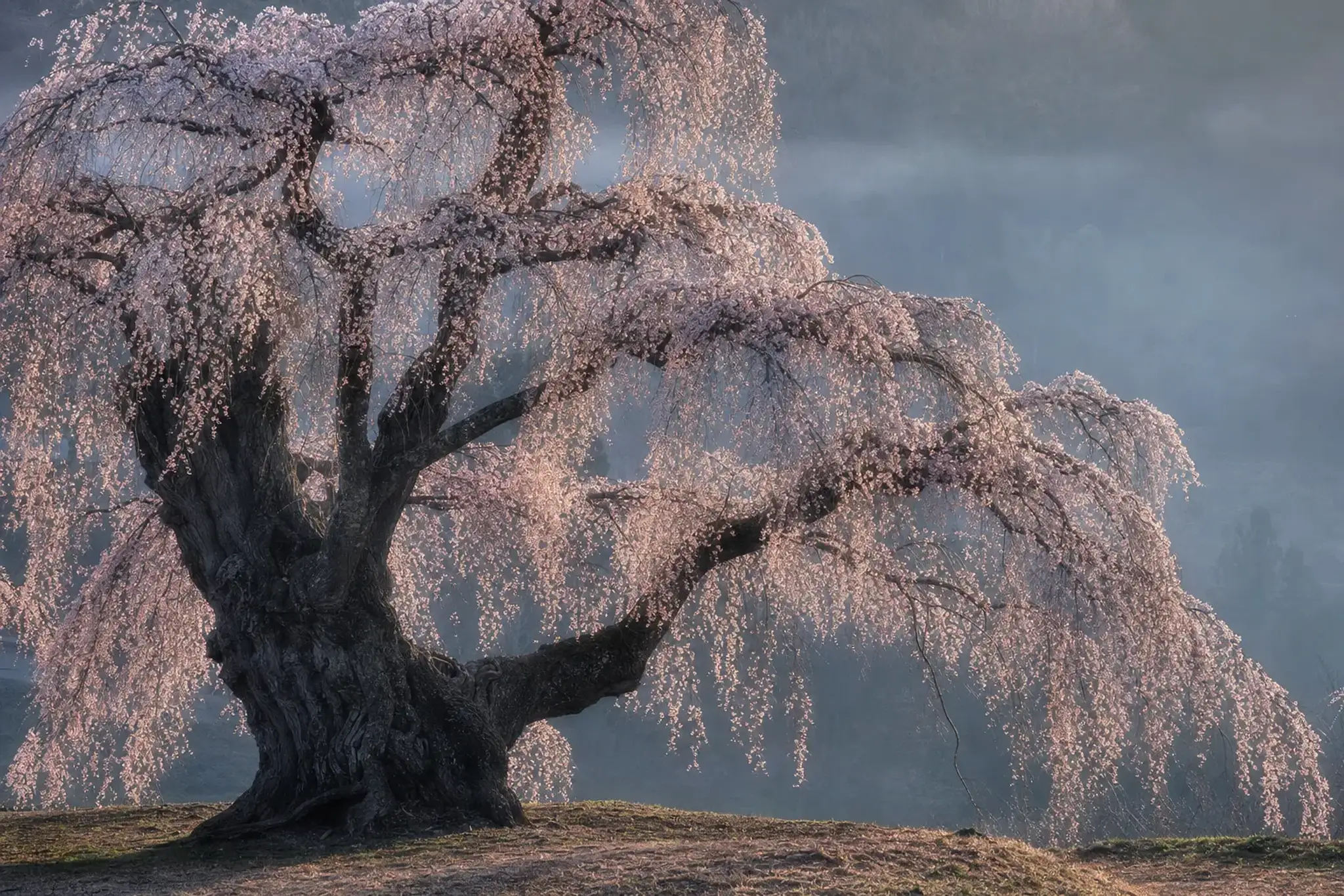 The Miharu Takizakura weeping cherry tree in Fukushima, its cascading pink branches spread wide, a companion National Natural Monument to the Usuzumi-zakura