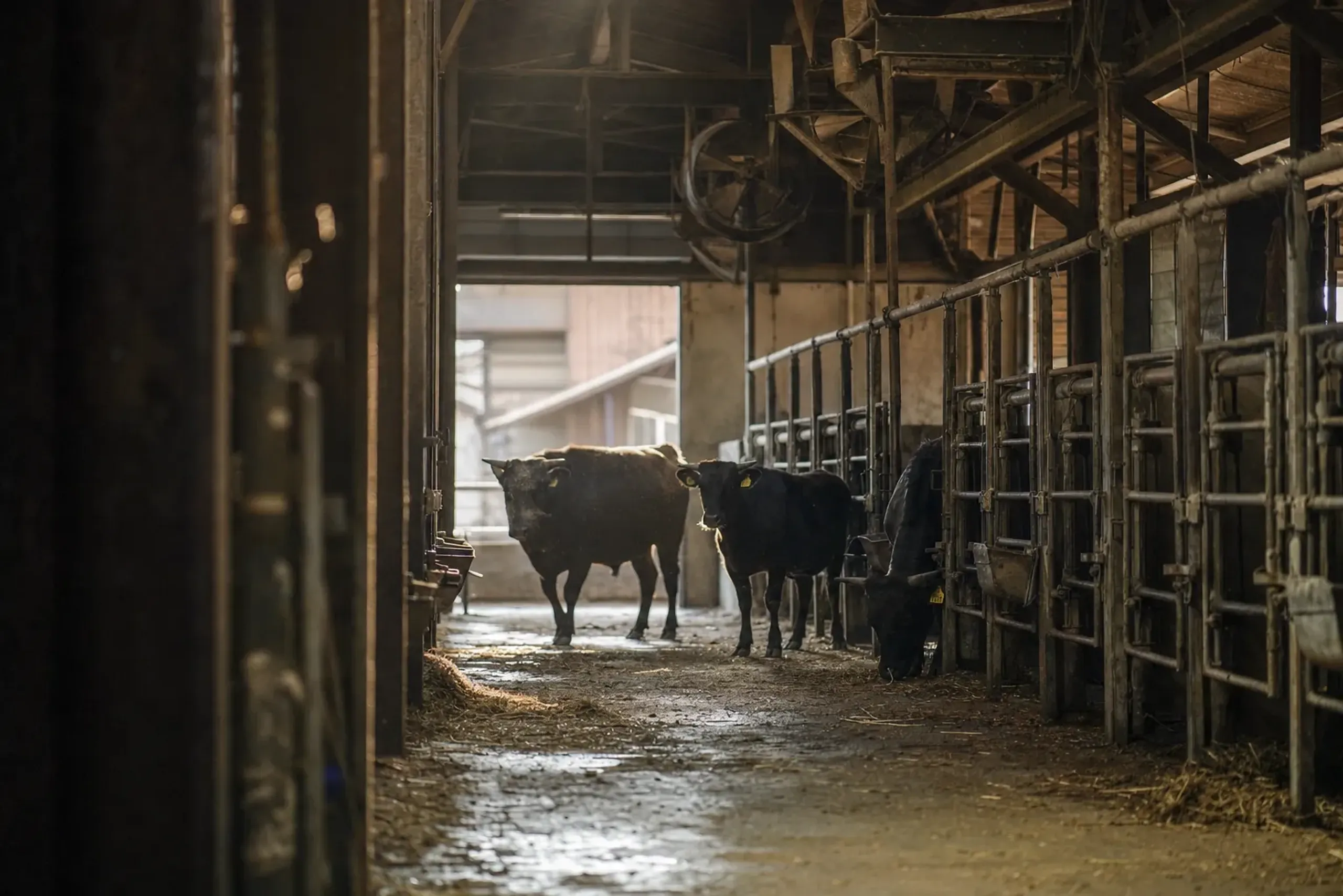 a quiet working cattle barn in rural Hyogo with steel gates and ventilation fans, cattle in soft light
