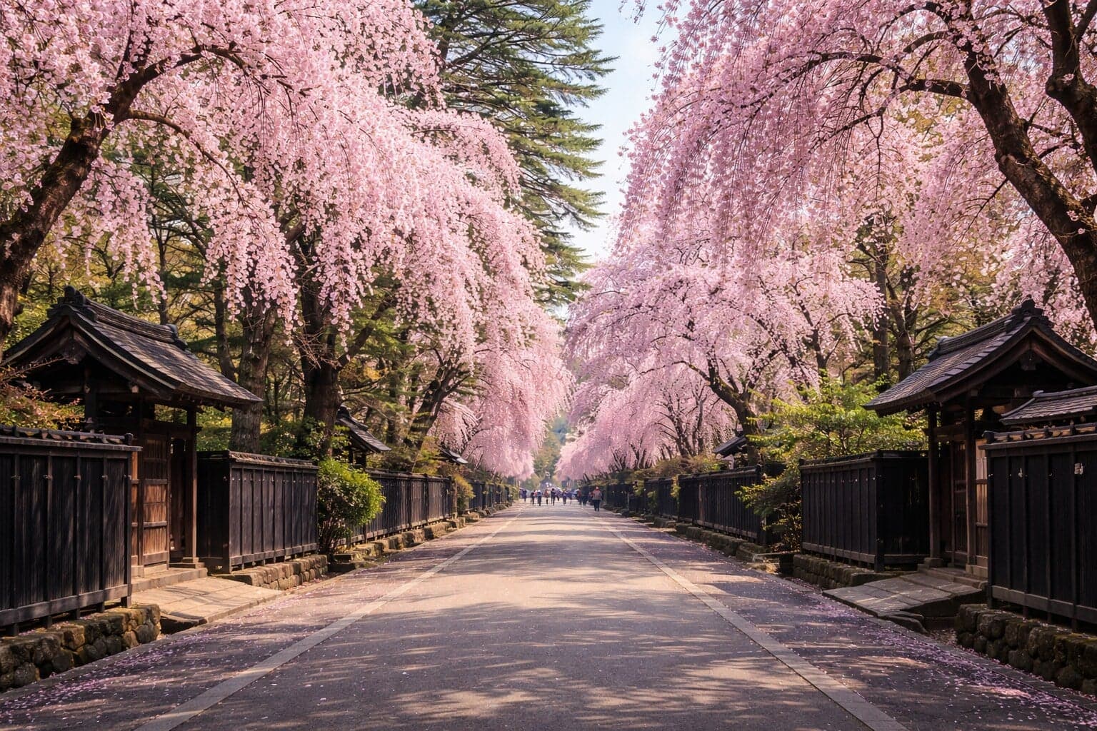 Weeping Trees of Kakunodate: Private Japan Travel in Full Bloom
