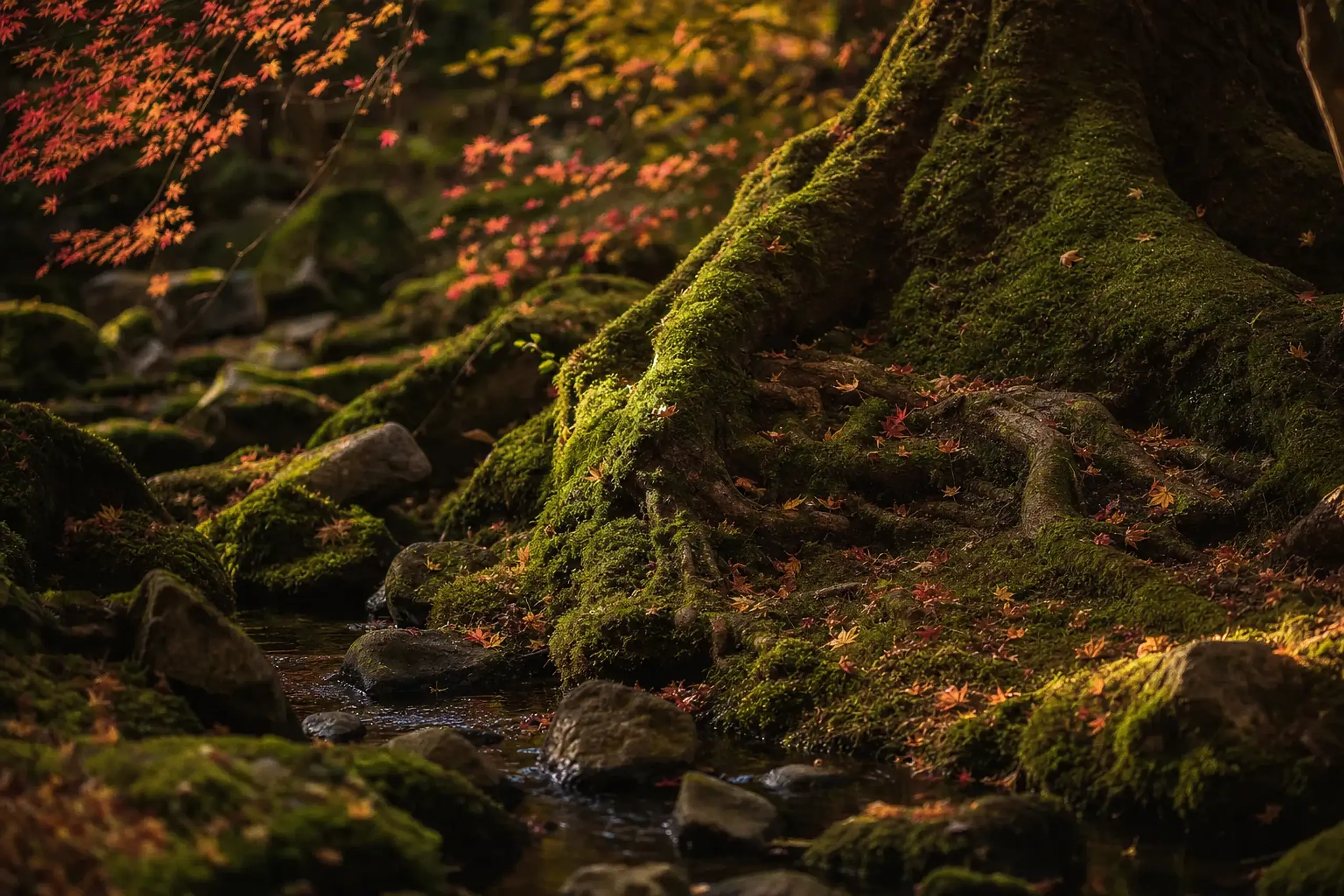 Mossy forest trail with rocks and stream in Shiratani Unsuikyō on Yakushima
