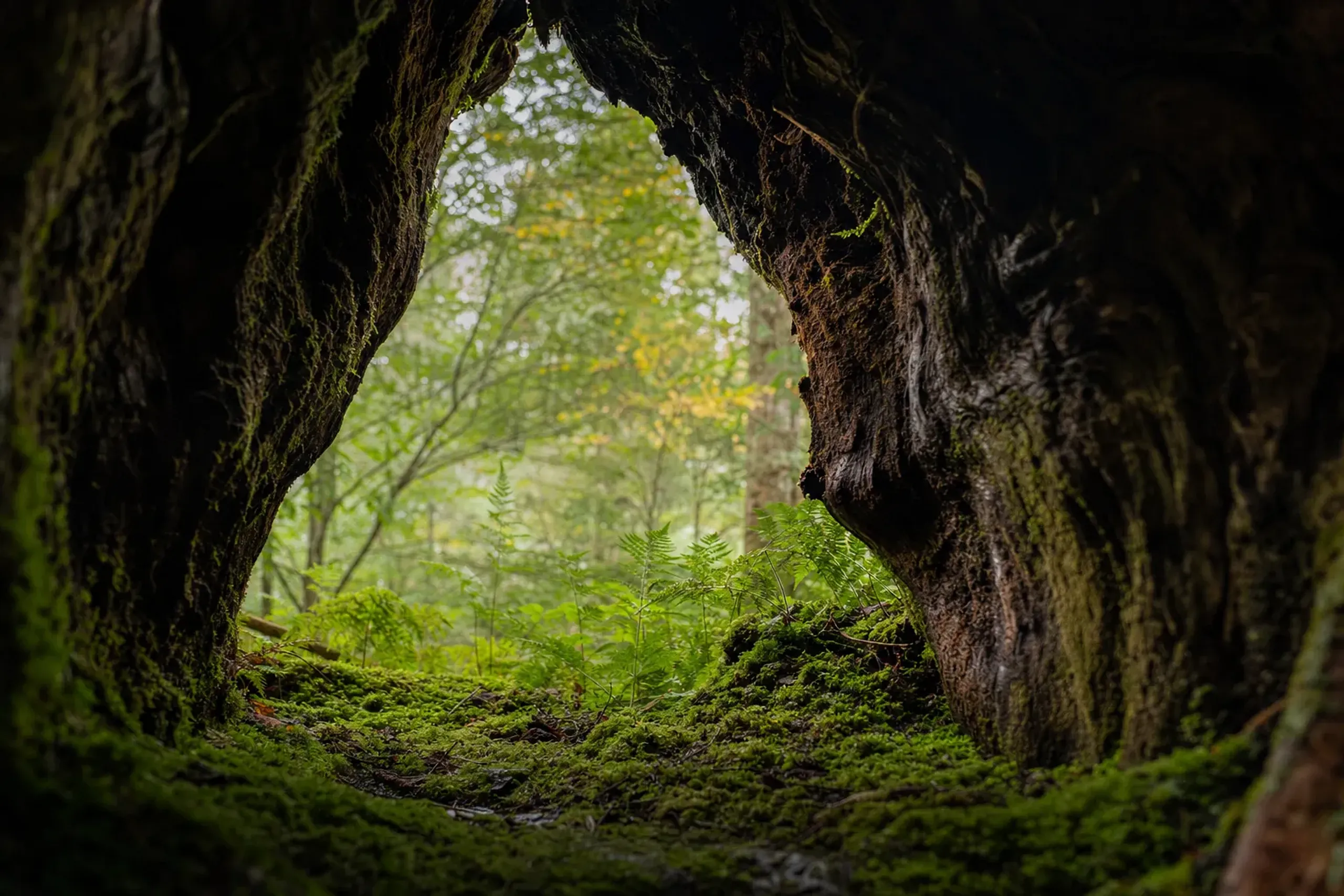 the ancient hollow trunk of Wilson's Stump along the Jōmon Sugi route, its interior opening framed by ferns