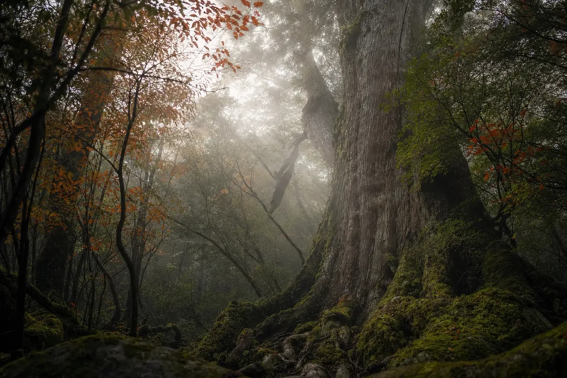 Twenty-Two Kilometres to One Tree