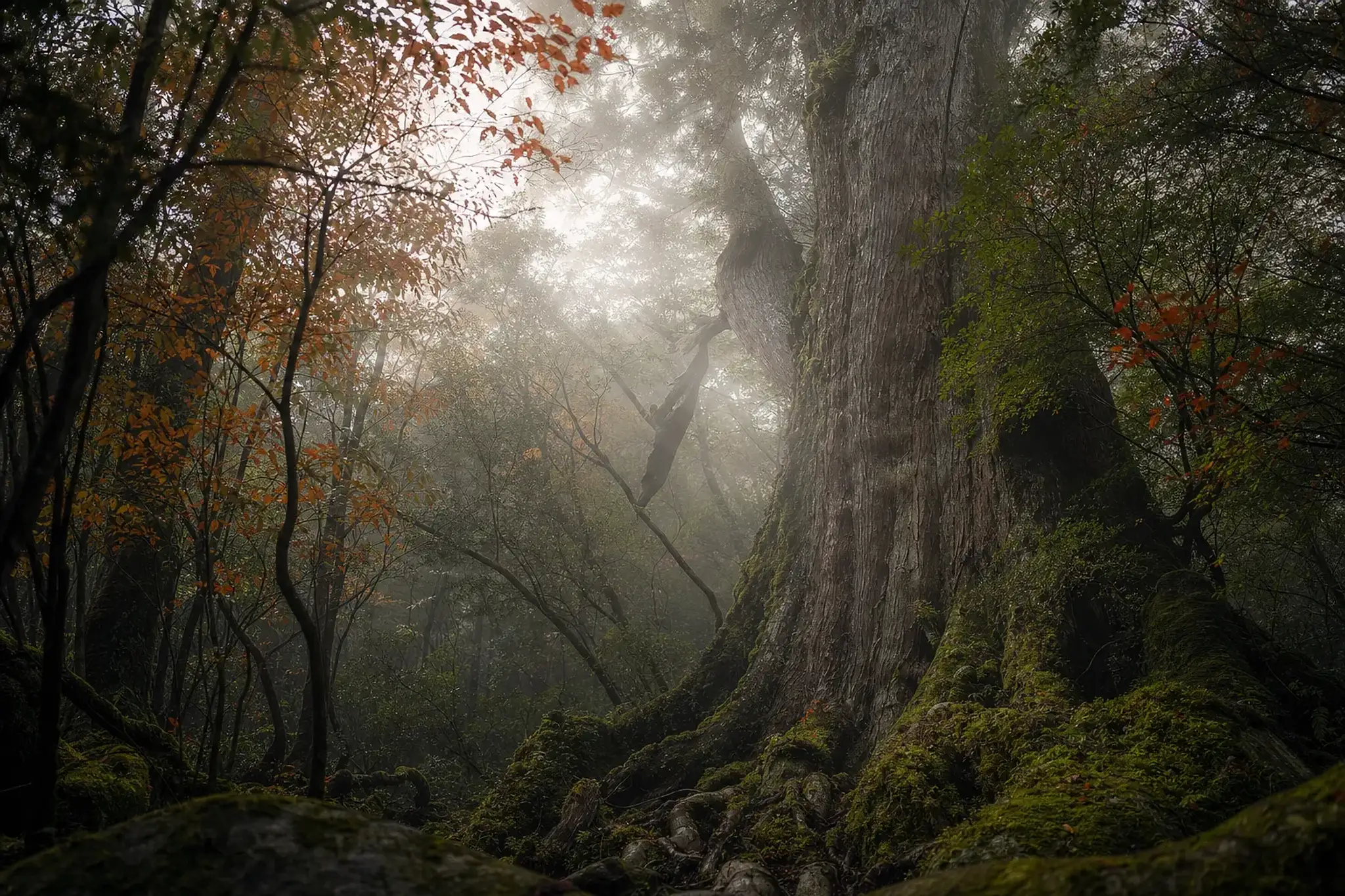 Twenty-Two Kilometres to One Tree