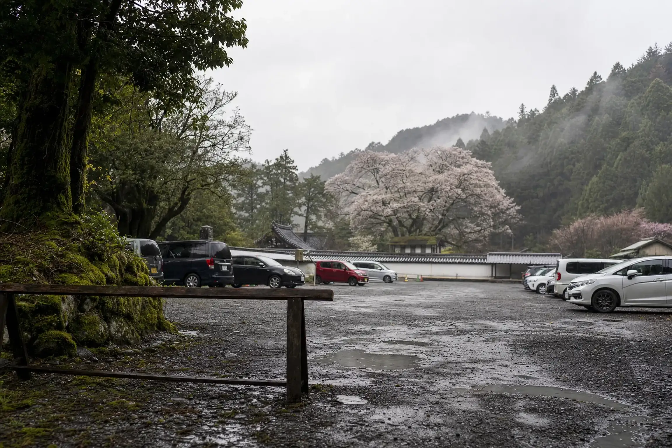 Yes—temporary parking is typically provided during the bloom