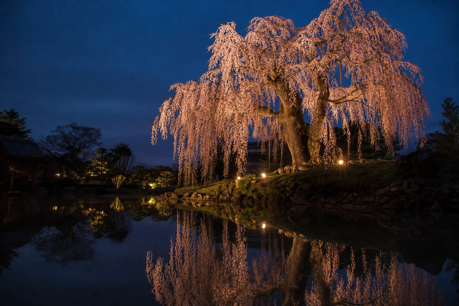 Peak Bloom 2026: Your Essential Guide to Finding the Best Yozakura Now