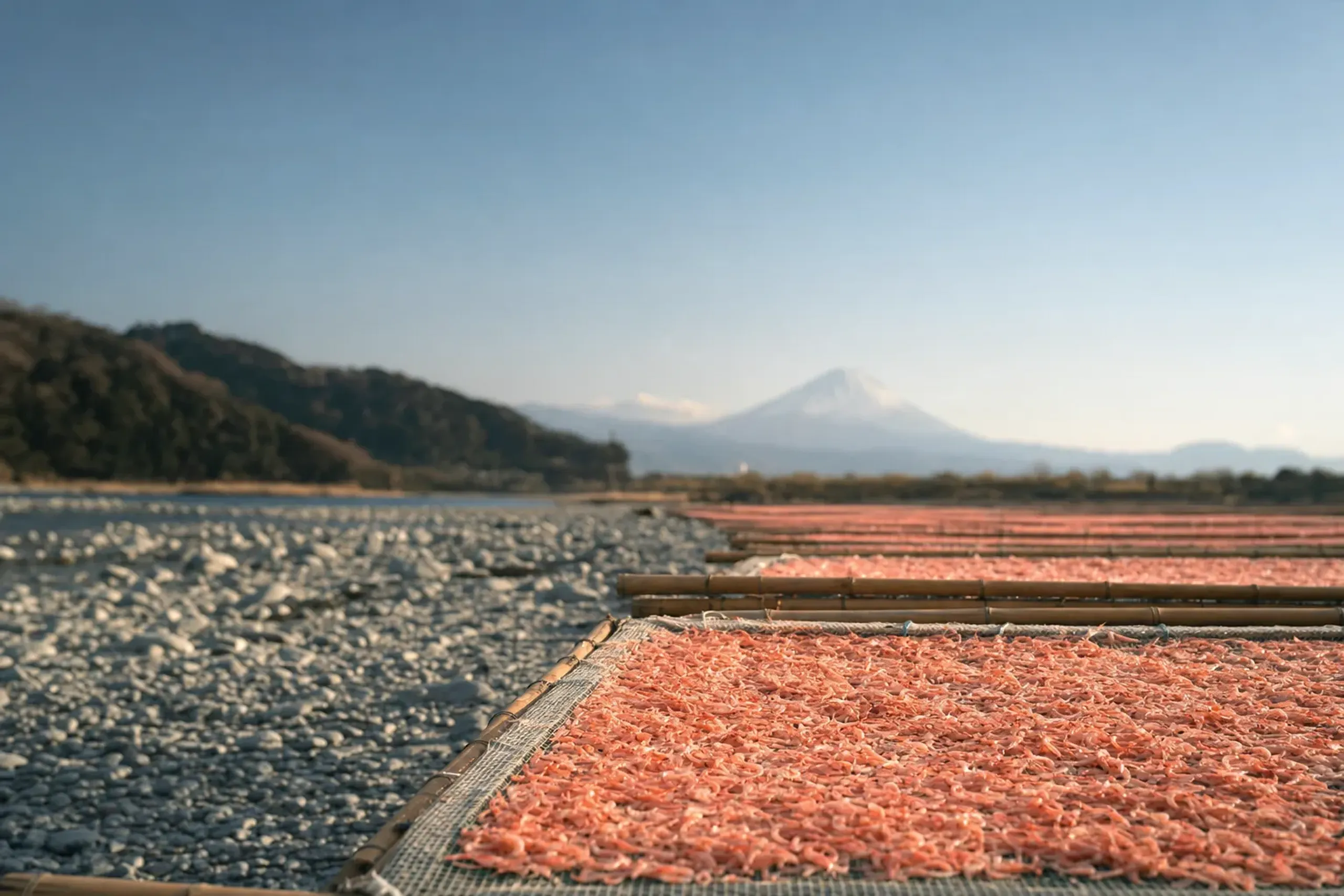 Sakura ebi sun-drying happens on the Fuji River bed in
