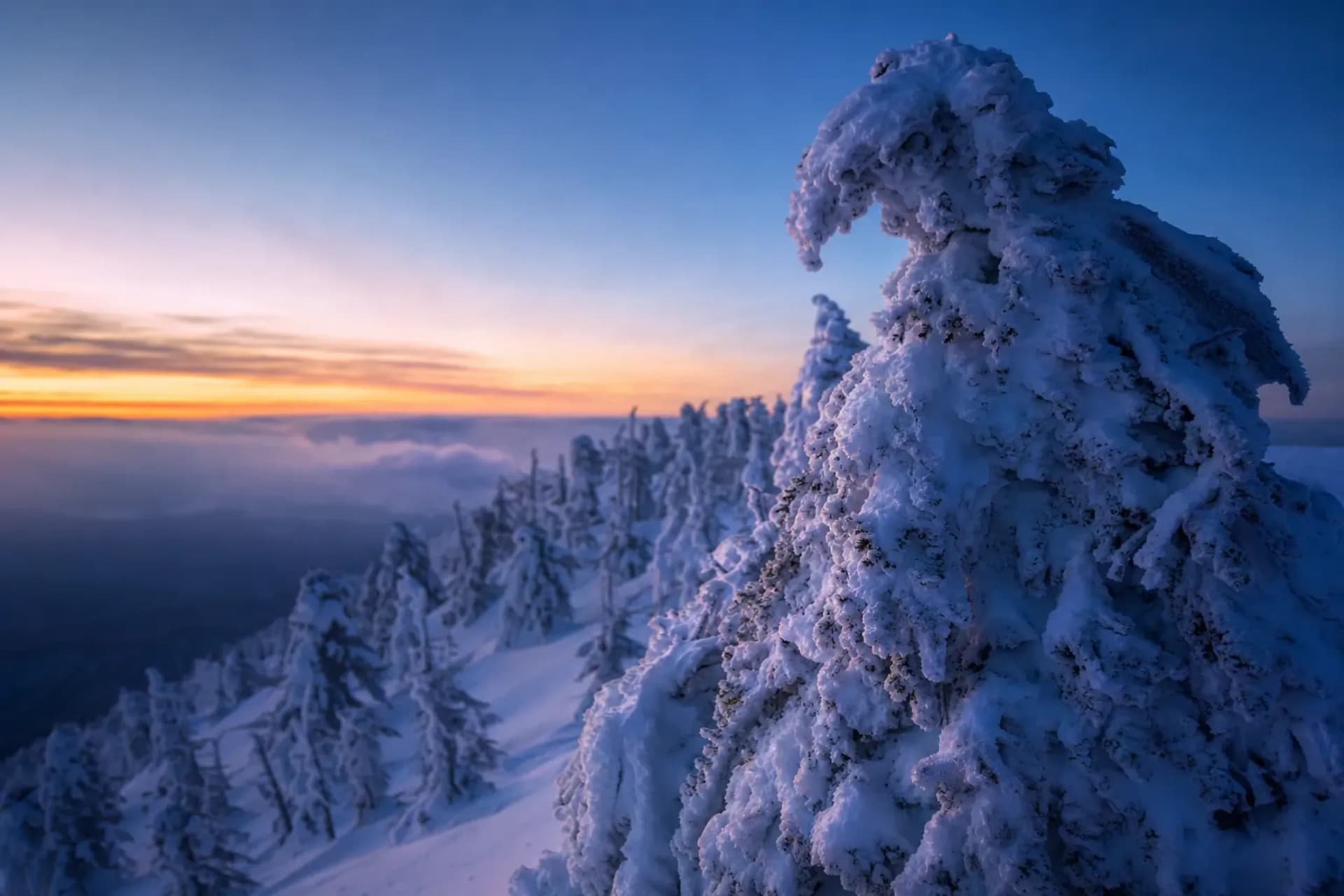 The Snow Monsters of Zao: Trees Reshaped by Wind and Ice