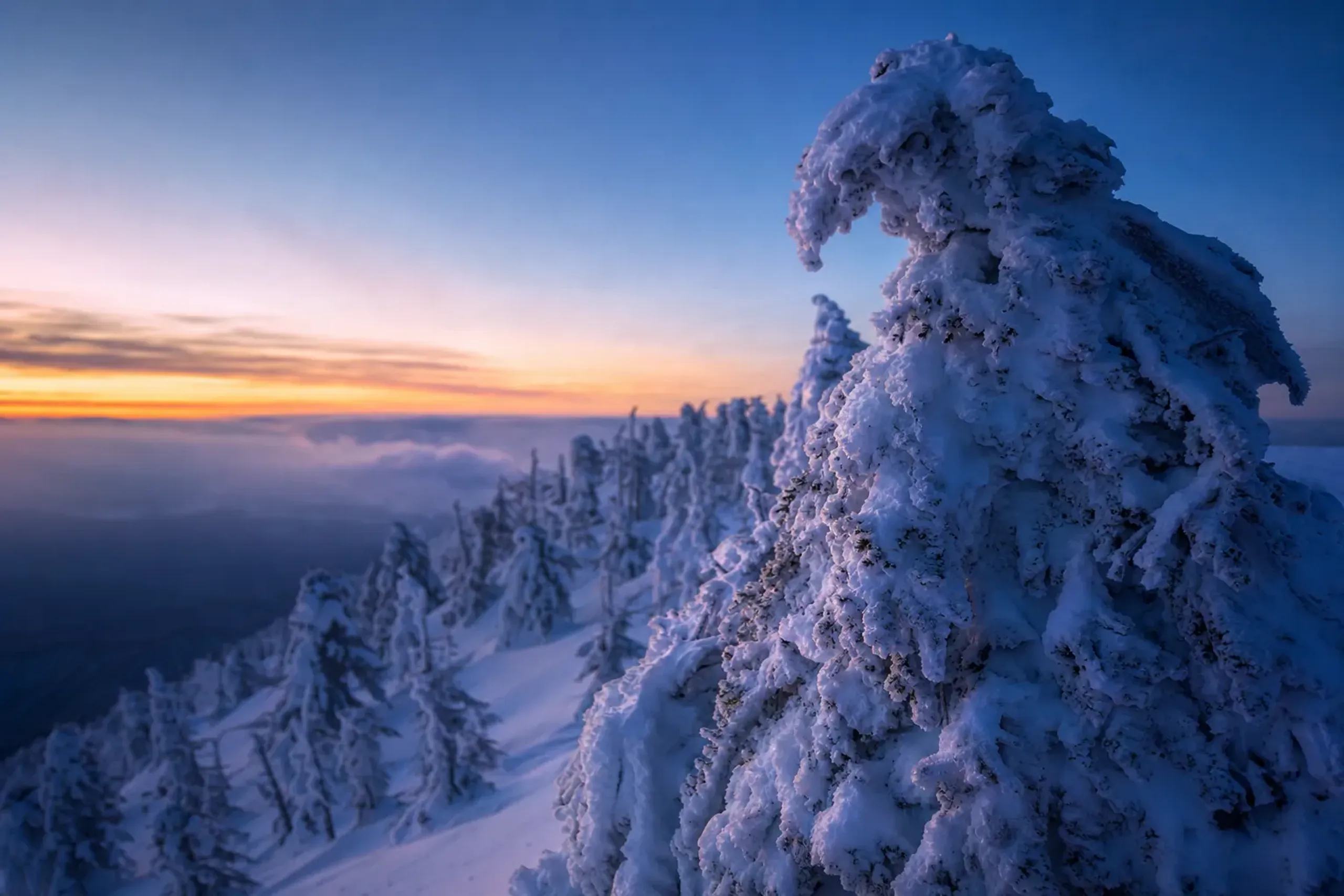 The Snow Monsters of Zao: Trees Reshaped by Wind and Ice