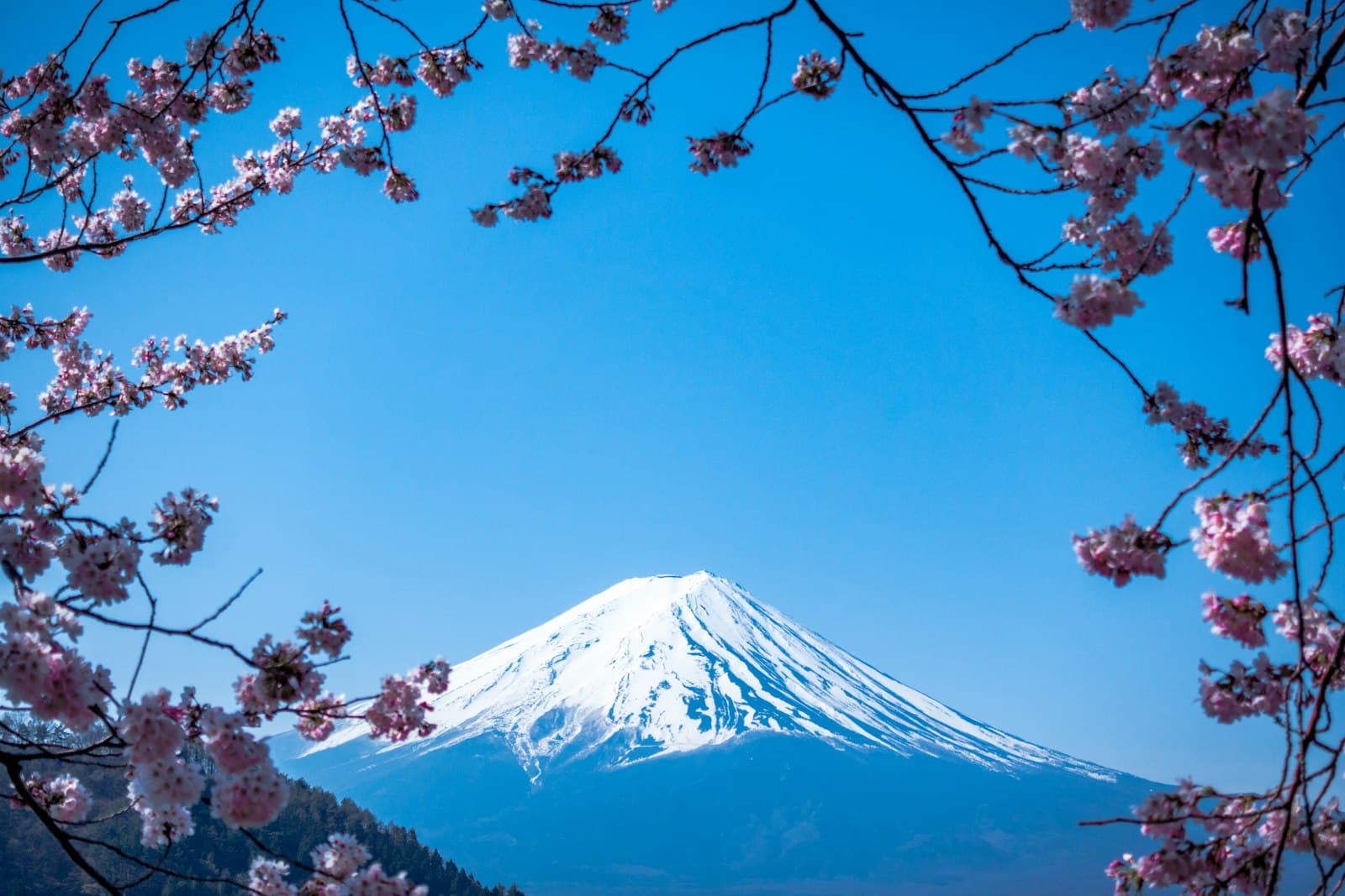 Cherry blossoms beneath Mount Fuji