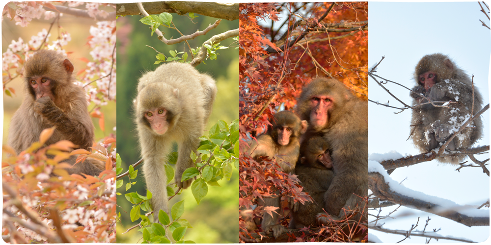 Arashiyama Monkeypark