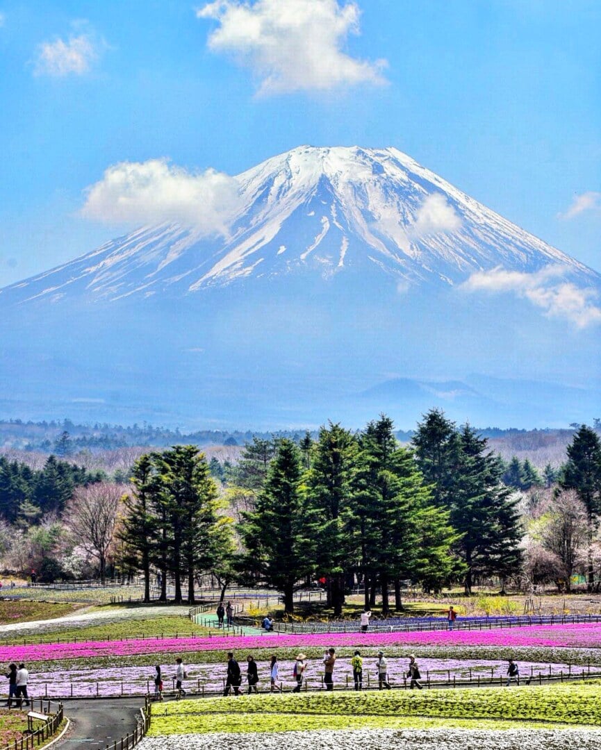 Shiba Sakura Festival 2016