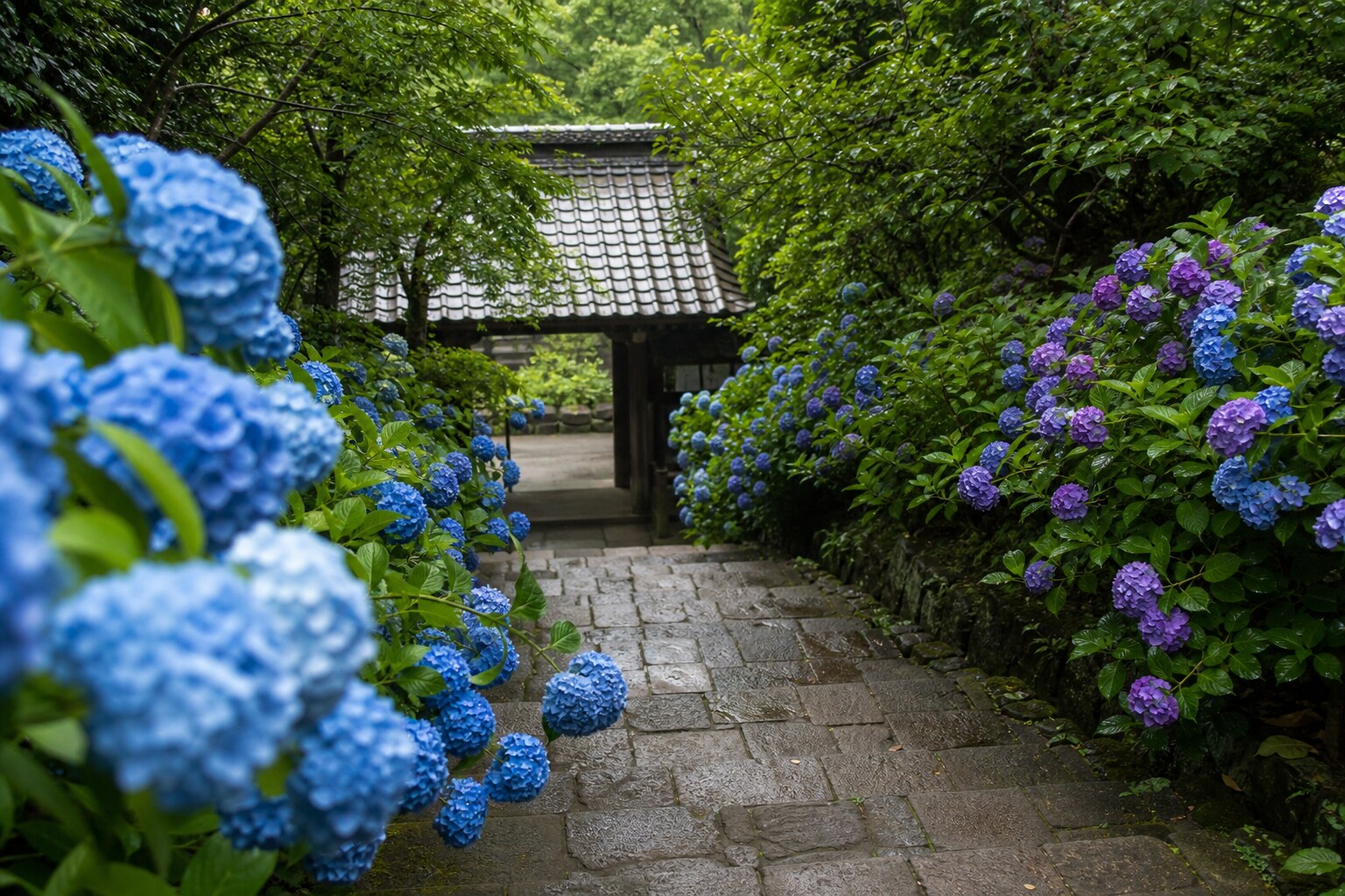 Stone steps leading up to a Japanese temple framed by vibrant blue hydrangeas