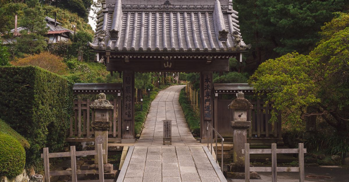 Hydrangeas lining a stone path at a temple in Kamakura in early summer