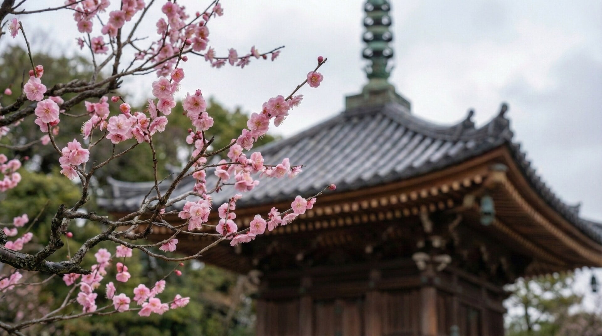 2月下旬の京都・北野天満宮で咲く淡い桃色の梅